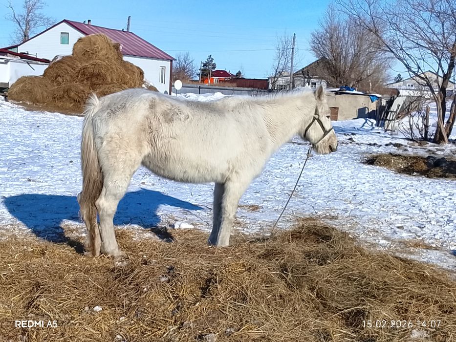 Продам кобылку н