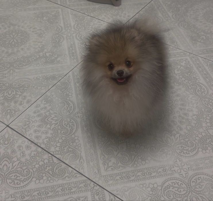 Продам померанского шпица 125000