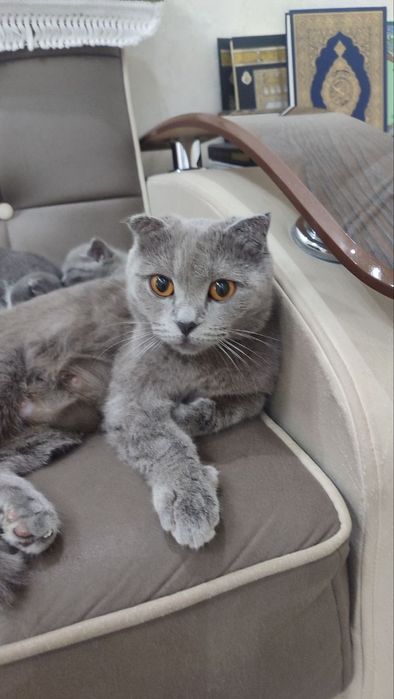 Mushuk bolalari va onasi