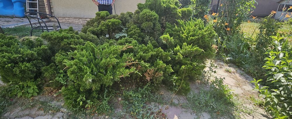 Куст можевельника