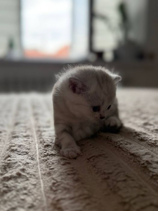 Продаются котята скоттиш страйт
