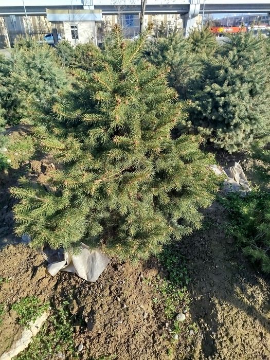 Продаются серебристоголубые ели прямо на ТКАД от
