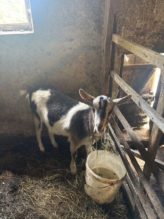 Capra si Iada Nemțești