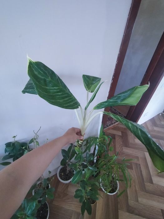 Аглонемалар сатылымда!!!