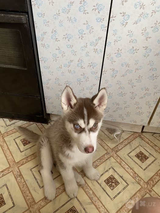 Xaski sotladi bolasi ulguring kam qoldi !