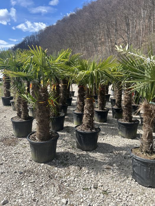 Plante ornamentale de vanzare