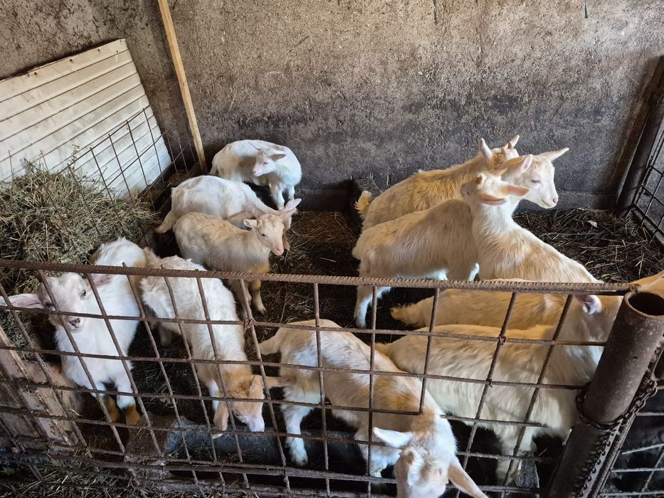 Iezi saanen și miei