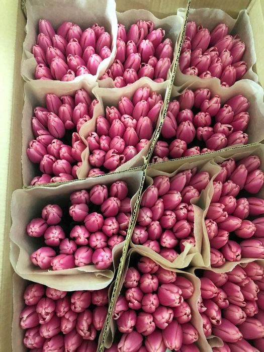 Тюльпаны Оптом Беларусь Голландия