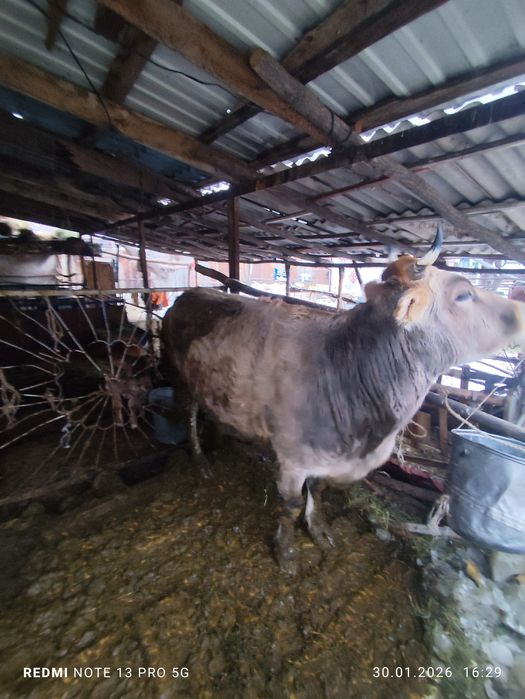 5 жасар семіз сиыр