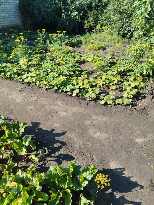 Прополоть огород