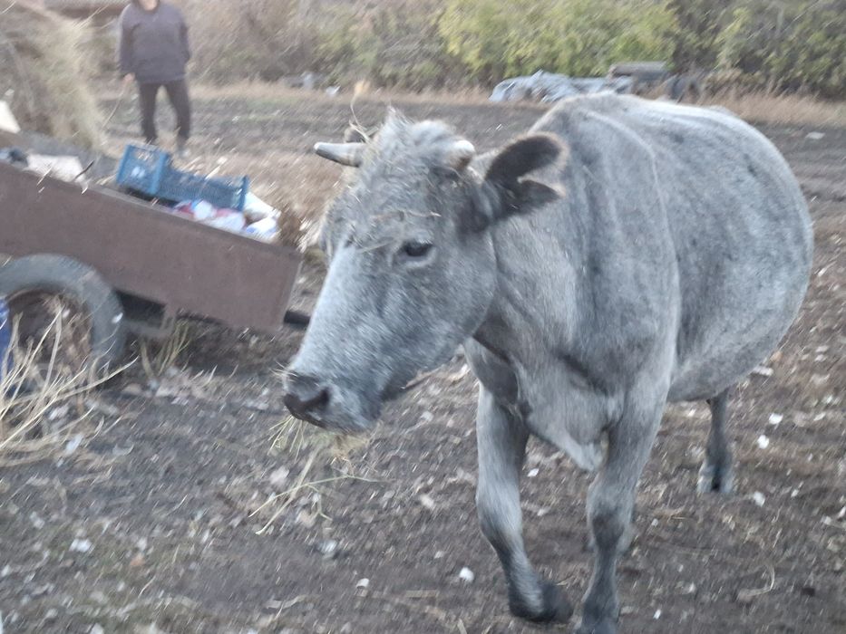 Продам  дойных коров