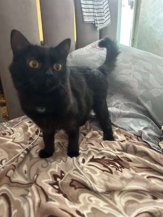 Котенок в добрые руки