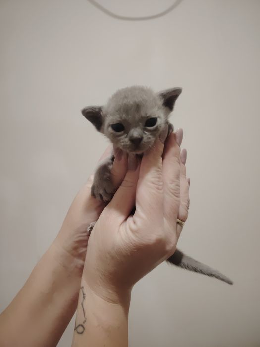 Европейская бурма