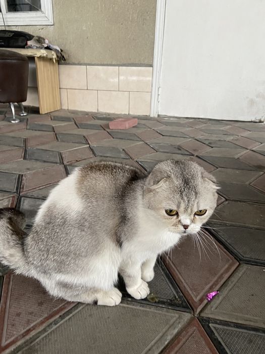 Продается породистая кошка