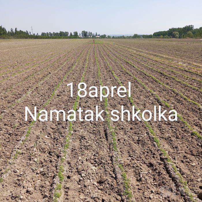 Namatak gul shkolka