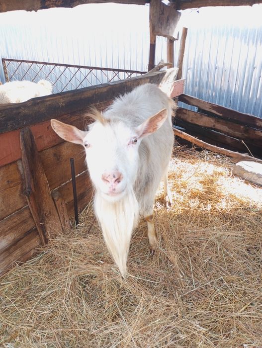 Продаю козла возраст три года