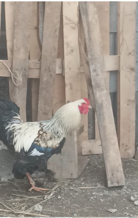 Қораз сатылады жасына толып қалды.