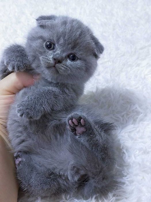 вислоухие  девули.пареньки.