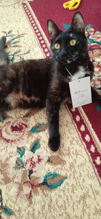 Кошка имя "Бонжук"