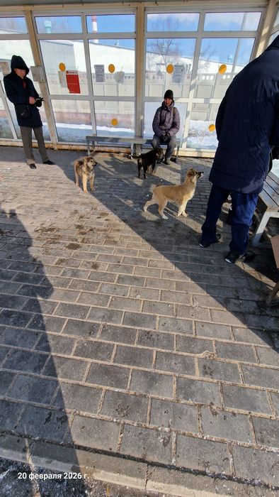 Трое щенков ищут добрых хозяев