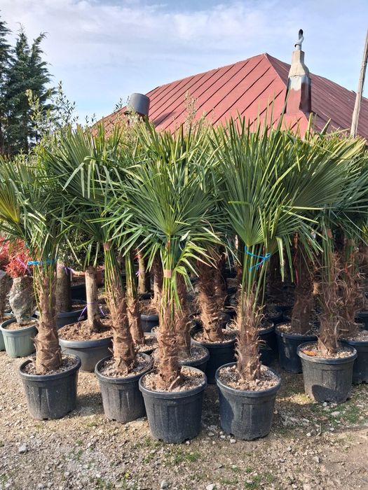 Vindem plante ornamentale preț bun transport gratuit ne deplasam în toată țara