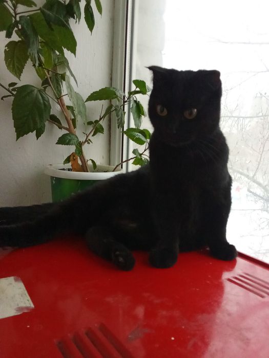 Багира в любящие руки