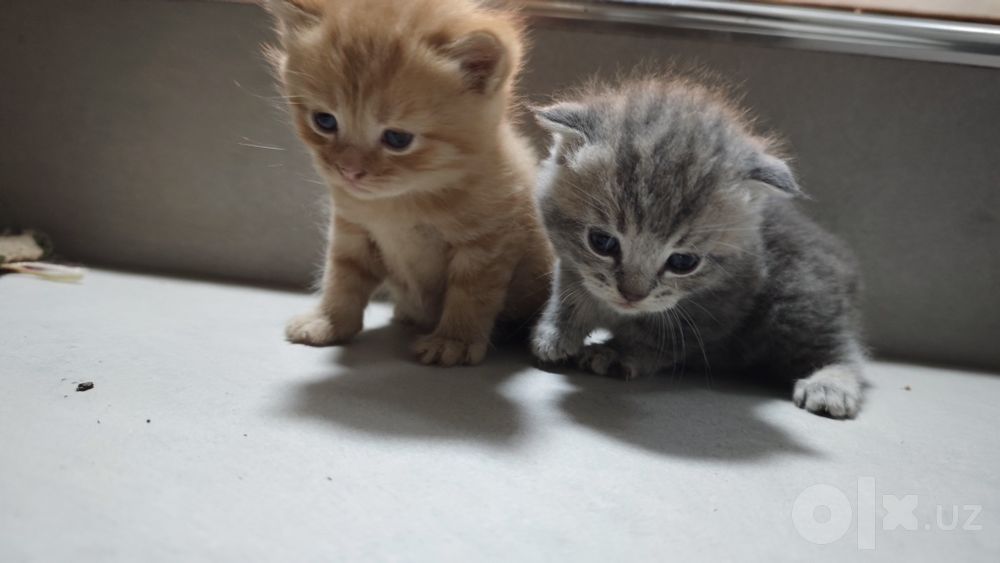 Skotish Strayt , juda chiroyli, 1,5 oydan oshdi