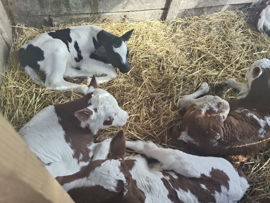 Taurasi sugarii de vânzare