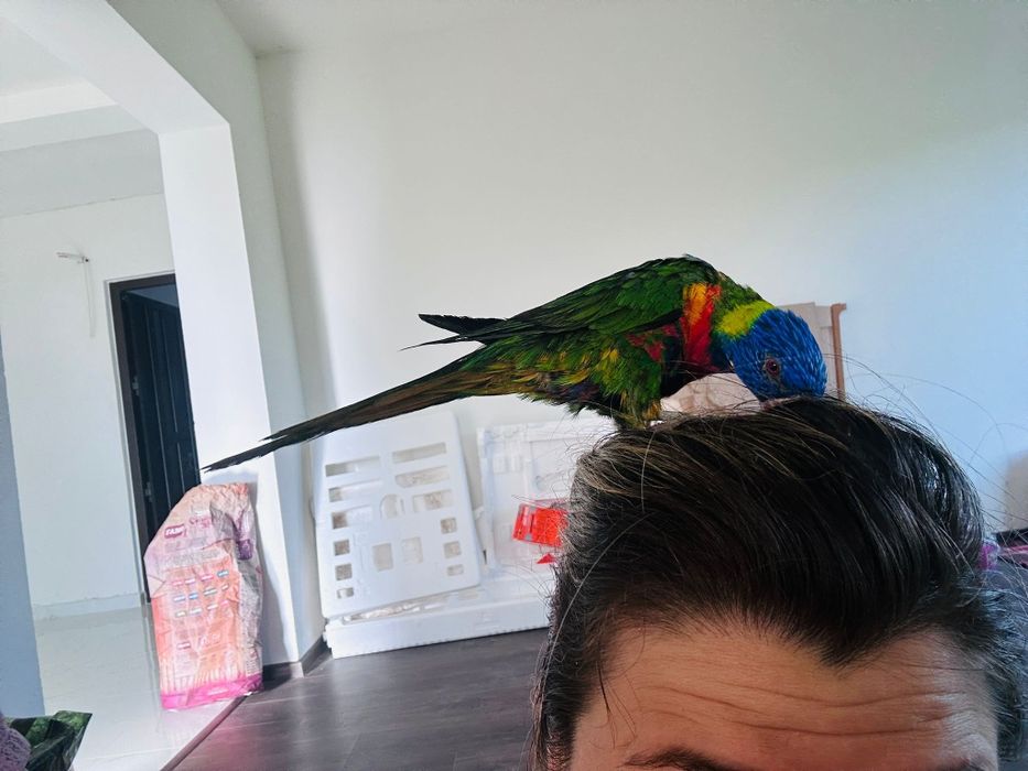 Papagali LORY Arcobaleno