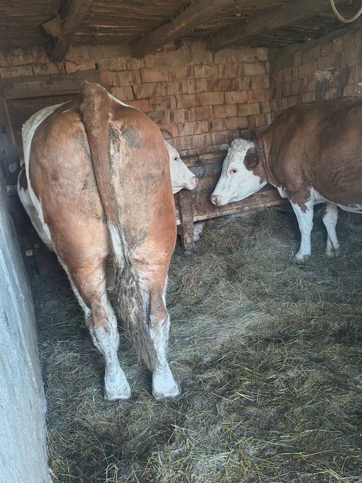 De vanzare  doua vaci