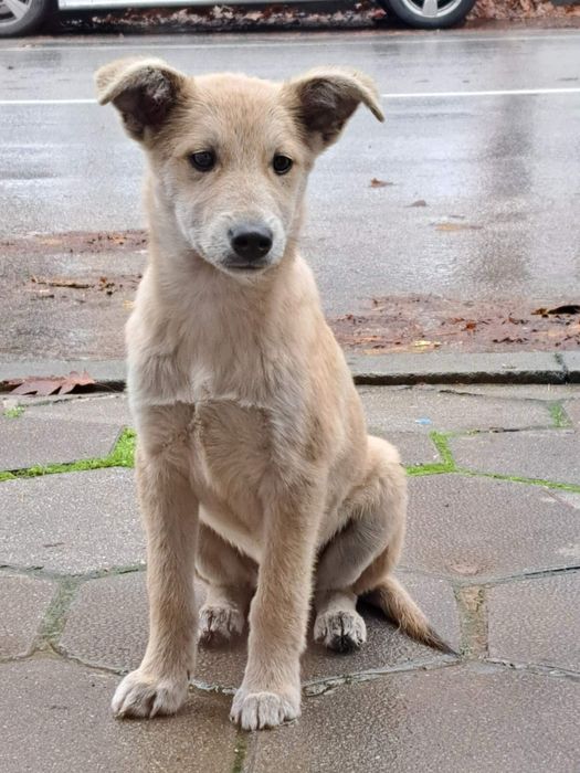 Мъжки кученца търсят дом