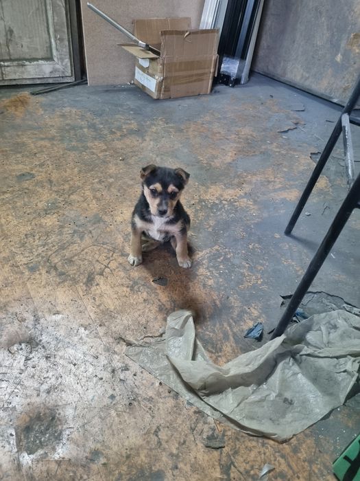 Отдам щенка девочка