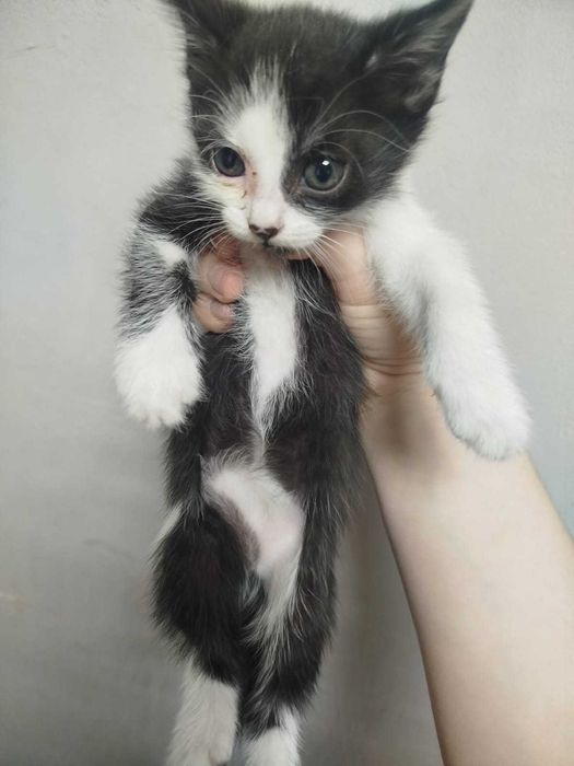 Котята от крысоловки