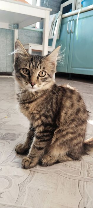 Отдам котят 4месяца