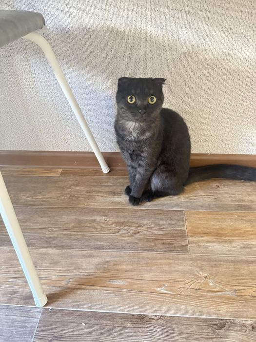 Кошка в добрые руки