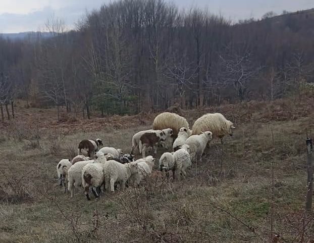 Vând perechi de oi cu miei și capre cu iezi!