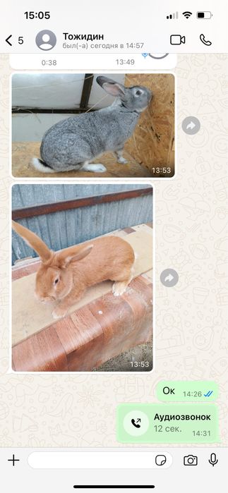 Бургунский кролик