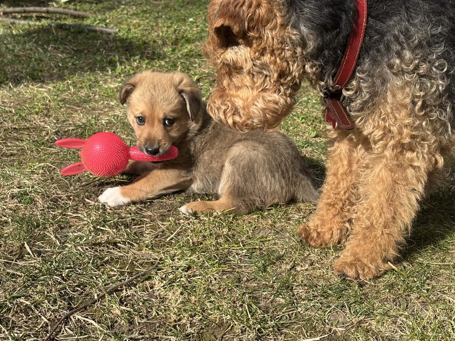 donez pui catel vaccinat talie medie