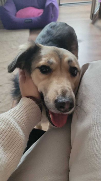 Pet sitter in București