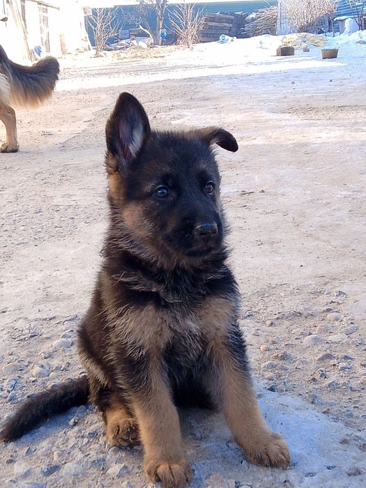 Продам щенков немецкой овчарки