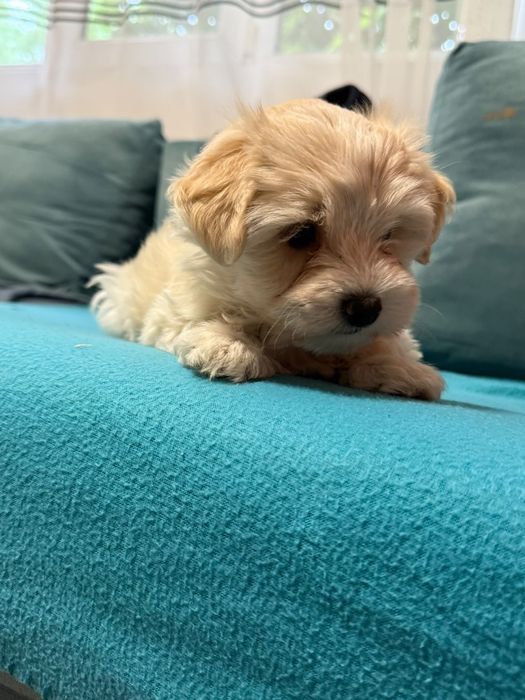 Cățelușă bichon maltez