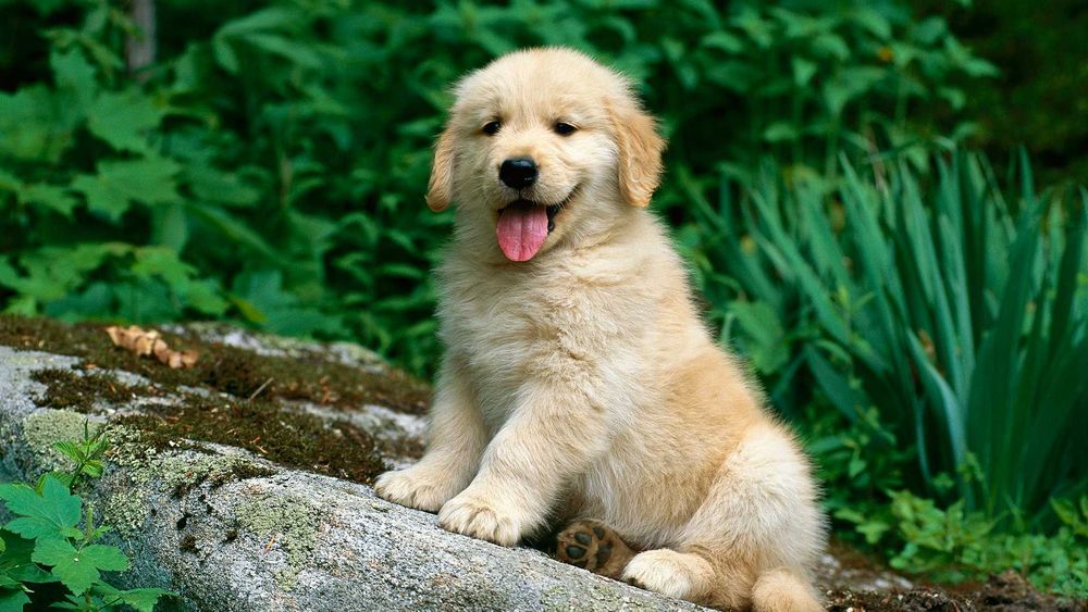 Уникальные золотистые ретриверы высочайшего класса от питомника элиты