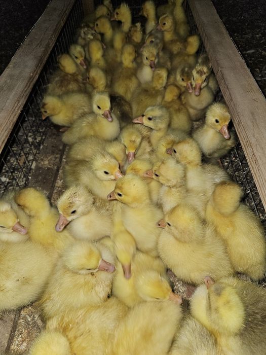 Гусь Линда.  Крупно серый