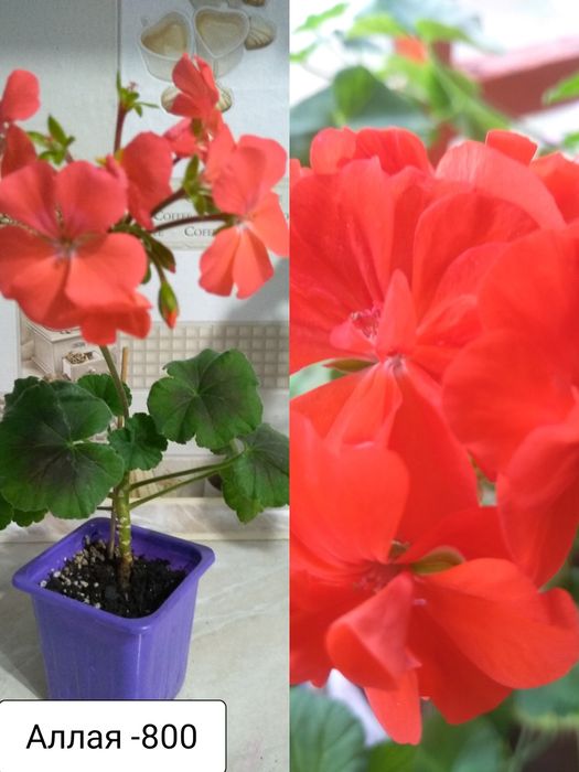 Продам цветы,любой за 800