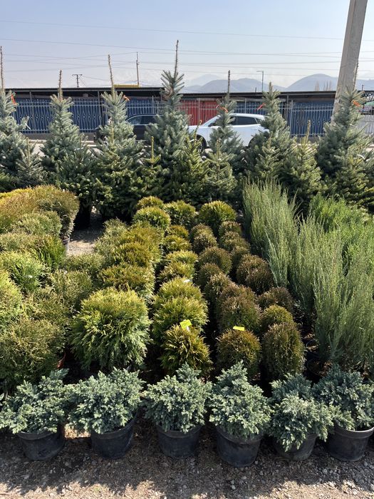 Озеленение городских и частных объектов.