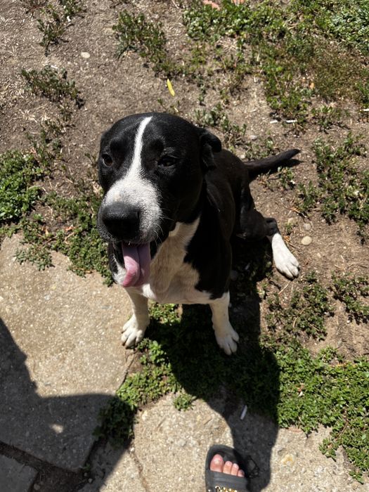 Donez caine Amstaff