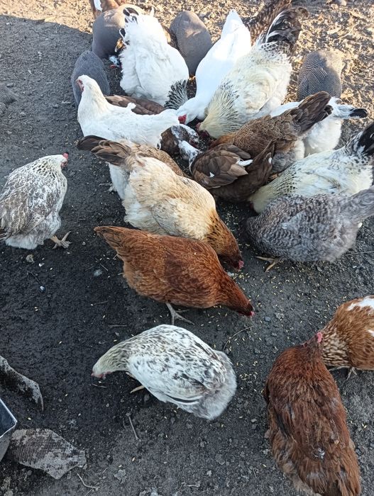 Продаммммм курей