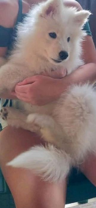 Породисти кученца Самоети