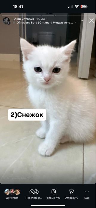 Продам котят, мама бесплатно