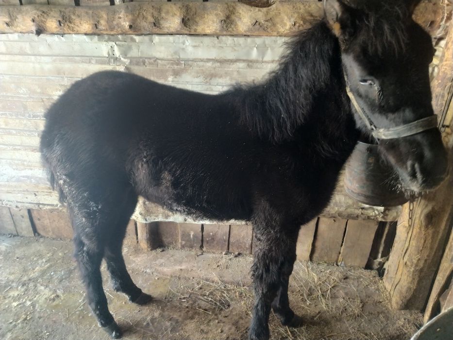 Продам кобылу с жеребёнком